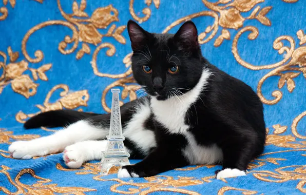 Cat, cat, look, pose, kitty, black and white, toy, lies