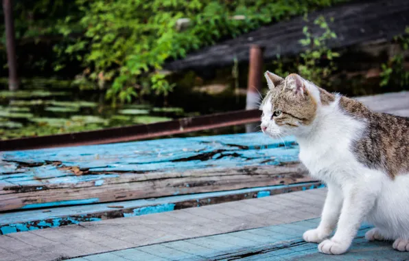 Look, Board, pier, Cat