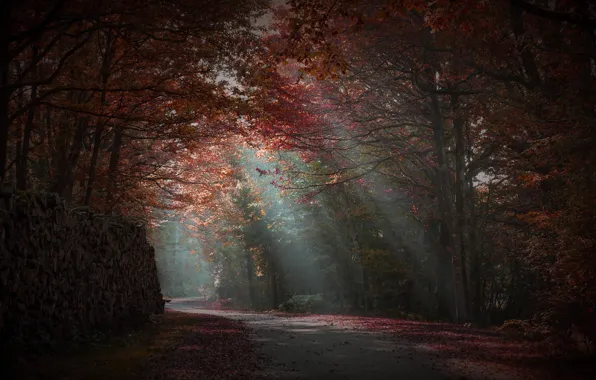 Picture road, autumn, forest, rays of light