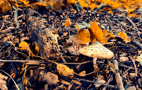 Morning, Leaves, Plants, Woods, Mushroom, Sticks, Photogrpahy