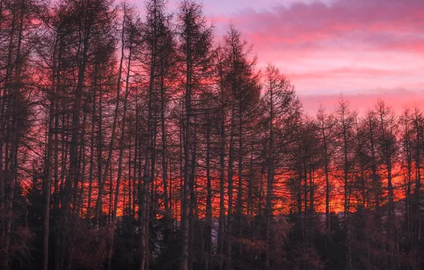 Picture forest, the sky, clouds, trees, sunset, mountains, nature, the evening