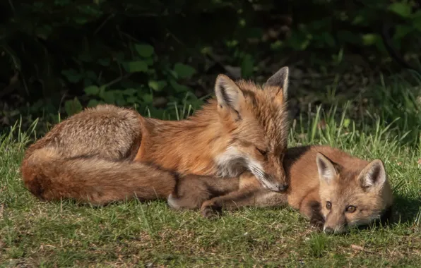 Picture animals, grass, nature, Fox, cub, Fox, Fox