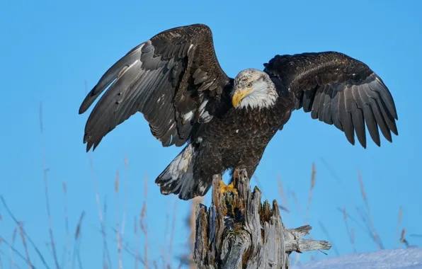 Bird, eagle, stump, eagle, blue background, predatory, wingspan