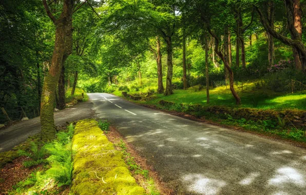 Road, greens, forest, trees, Park, Switzerland, Canton of Bern, Hilterfingen