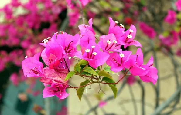 Leaves, macro, flowers, bright, branch, pink, flowering, bokeh