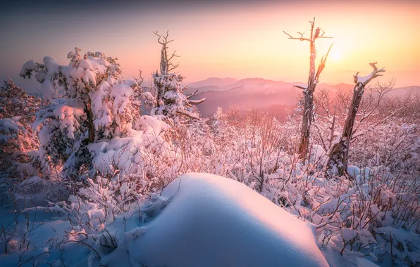 Winter, frost, forest, the sun, light, snow, trees, mountains