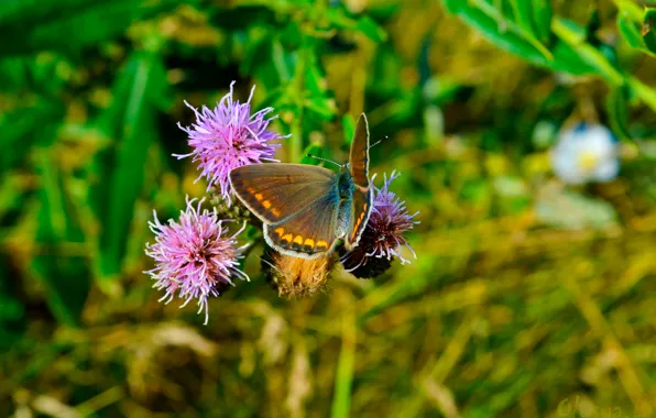 Wallpaper grass, flowers, green, Wallpaper, butterfly, picture, bright ...