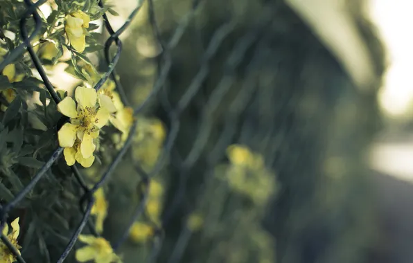 Macro, flowers, the fence