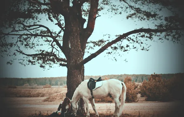 Tree, horse, Girl