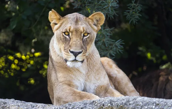 Picture cat, look, face, stone, lioness, ©Tambako The Jaguar