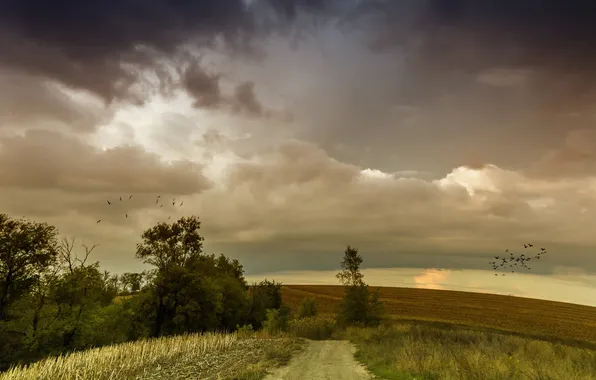 Road, field, the sky, landscape