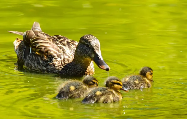 Family, walk, ducklings, duck, Chicks, cubs