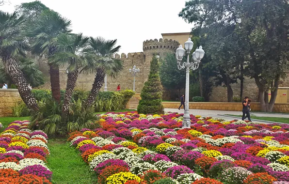 Picture flowers, nature, beautiful, Baku