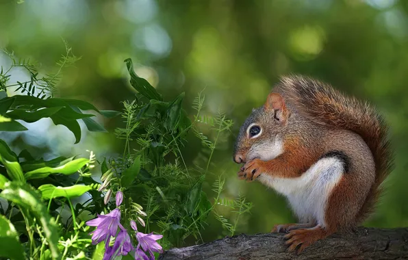 Picture greens, grass, flowers, protein, bokeh, rodent