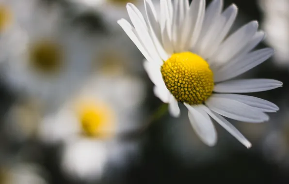 Flowers, background, Wallpaper, chamomile, blur, wallpaper, flowers, widescreen