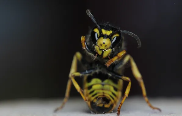 Background, OSA, insect