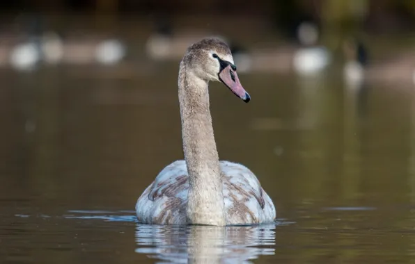 Grace, Swan, neck, pond