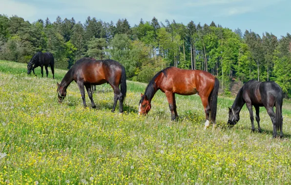 Greens, forest, summer, trees, flowers, nature, pose, horses