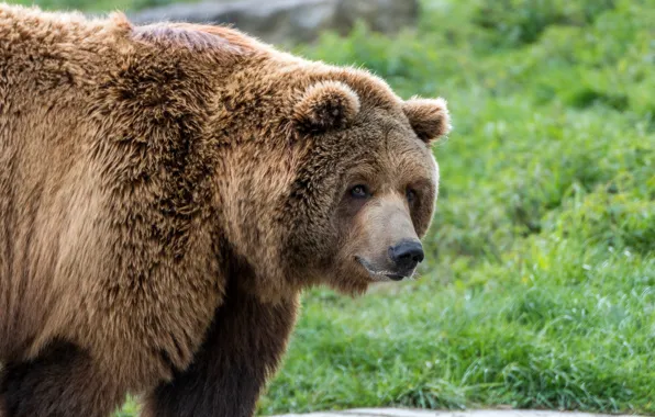 Bear, large, grizzly