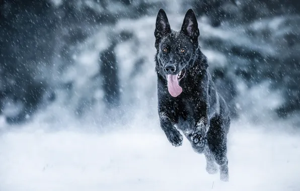 Winter, language, snow, mood, dog, running, German shepherd