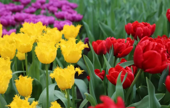 Background, Tulips, Park