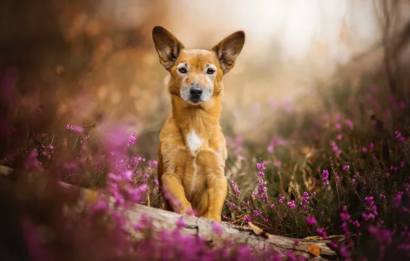 Flowers, dog, red, Toby