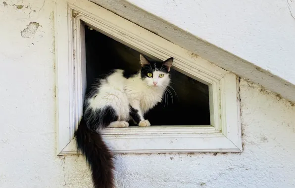 Cat, look, wool