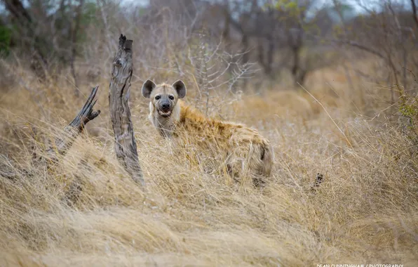 Picture predator, hyena, Africa