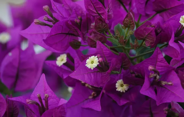 Leaves, macro, flowers, branches, Bush, purple, lilac, bougainvillea