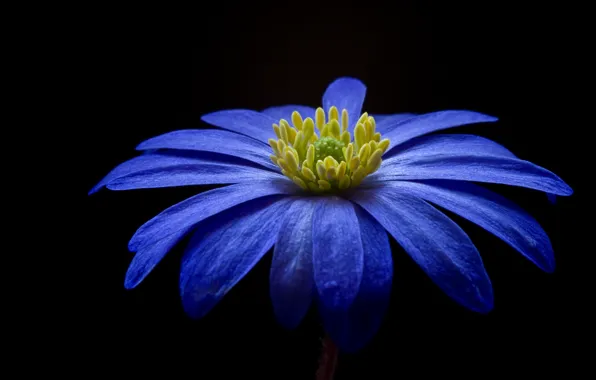 Picture beauty, black background, beauty, flora, black background, flora, purple flower, purple flower