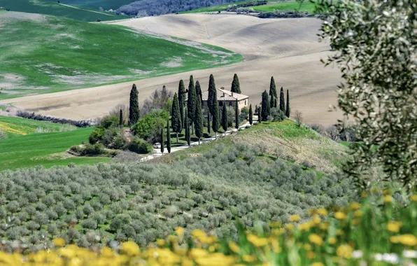 Trees, flowers, hills, field, garden, Italy, landing, cypress