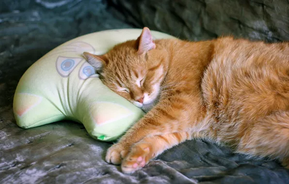 Cat, cat, face, comfort, background, sleep, cat, paws