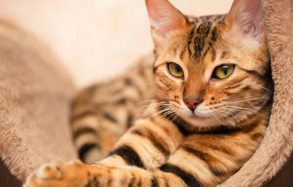 Cat, look, face