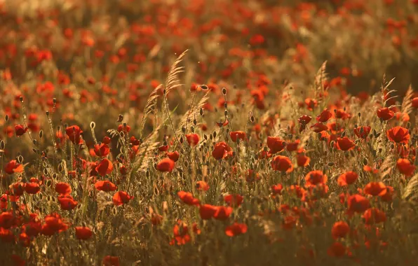 Summer, light, flowers, Maki, spikelets, meadow, red, poppy field