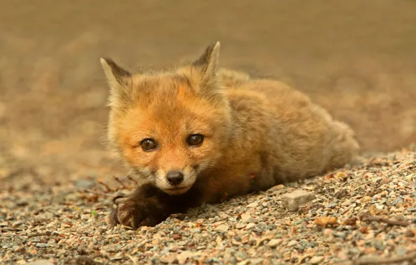 Red, lies, looks, Fox