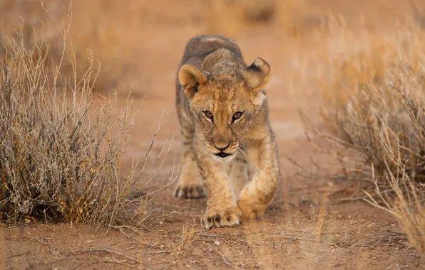 Field, baby, lion, sneaks