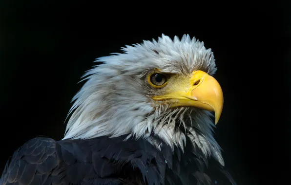 Nature, bird, eagle