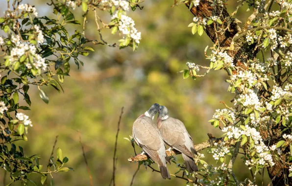 Flowers, birds, branches, dove, cute, kiss, spring, pair