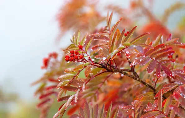 Picture autumn, leaves, drops, branches, berries, Rowan