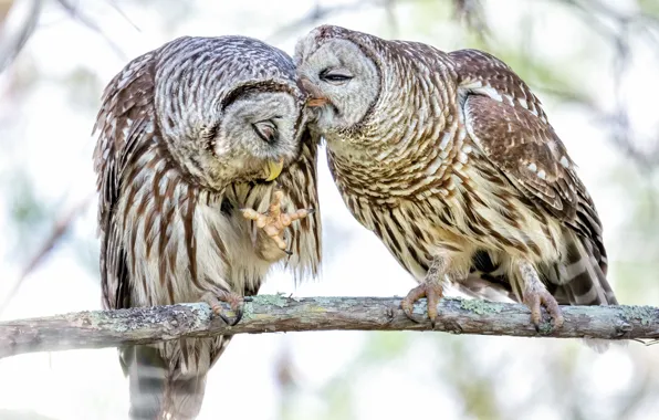 Birds, branches, owl, branch, owls, light background, poses, closed eyes