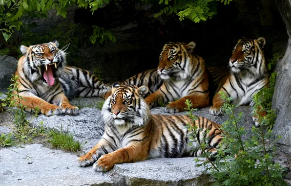 Language, look, leaves, branches, tiger, the dark background, stones, rocks