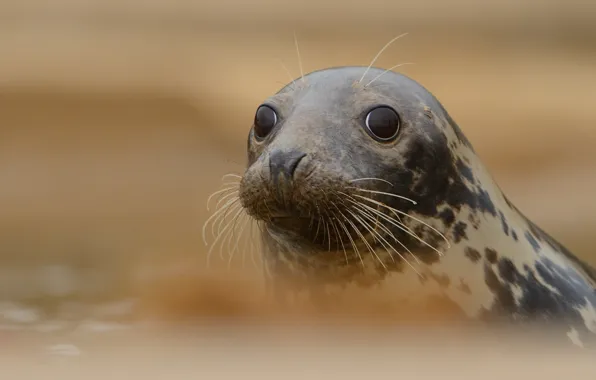 Look, water, seal, portrait, face, Navy seal, cub