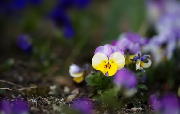 Flowers, glade, spring, yellow, Pansy, lilac, bokeh, viola