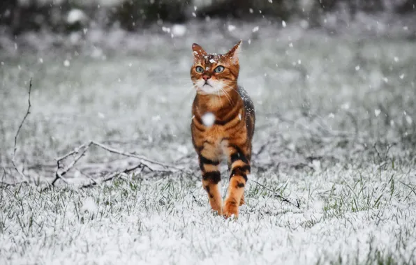 Winter, cat, snow