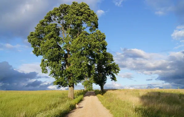 Road, landscape, tree