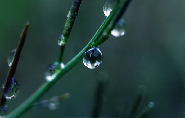 Drops, branch, Green Drop