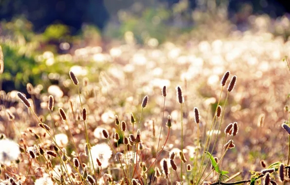 Field, summer, grass, the sun, macro, light, glade, plants