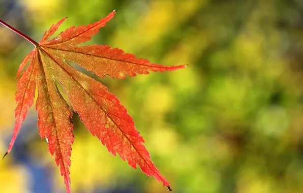 Picture autumn, macro, sheet, maple, carved