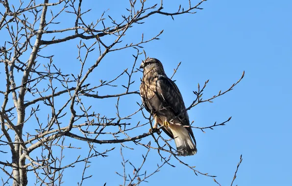 The sky, branches, tree, branch, bird, hawk