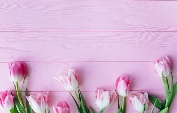 Flowers, tulips, pink, fresh, wood, pink, flowers, beautiful